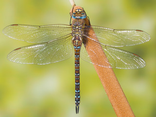 libelula