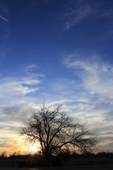 Fototapeta na wymiar tree at sunset with a colorful sky.
