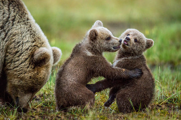 She-bear and playfull bear cubs. Bear Cubs stands on its hind legs. Cubs and Adult female of Brown Bear  in the forest at summer time at sunset. Scientific name: Ursus arctos. © Uryadnikov Sergey