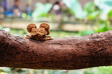 Chaga mushroom on a tree trunk, similar in shape to a funny frog. Natural forest background