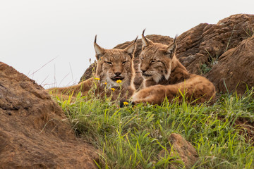 boreal lynx resting in its territory © iker