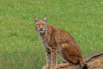 boreal lynx resting in its territory