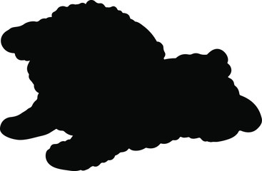 Toy Poodle puppy jumping silhouette