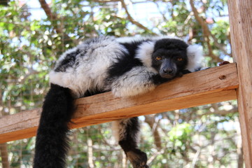 lemur on tree