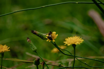 Honey bee pollinating a dandelion 