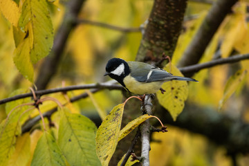 great tit in autumnal tree