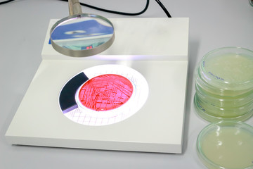 Colony counter and fluid in petri dish glassware with growing cultures of microorganisms, fungi and...
