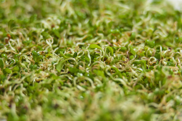 lucerne alfalfa texture background. nutrition. bio. natural food ingredient. macro shot. shallow depth of field.