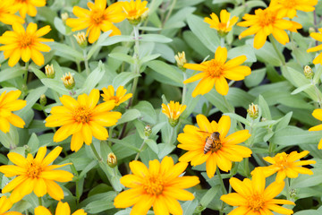 Tithonia diversifolia yellow flowers in the garden.