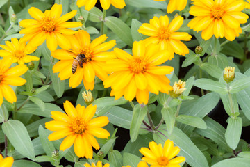 Tithonia diversifolia yellow flowers in the garden.