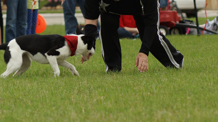 Dog eating out of a woman's hands