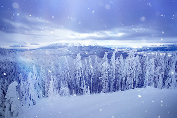 Fototapeta na wymiar Christmas background with snowy fir trees.