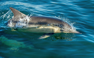 Dolphin, swimming in the ocean. The Long-beaked common dolphin (scientific name: Delphinus capensis) in atlantic ocean.