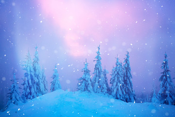 Fototapeta premium Christmas background with snowy fir trees.