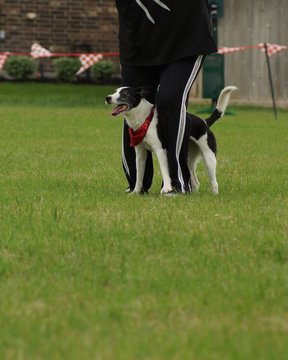 Dog standing in between own's legs while at the park