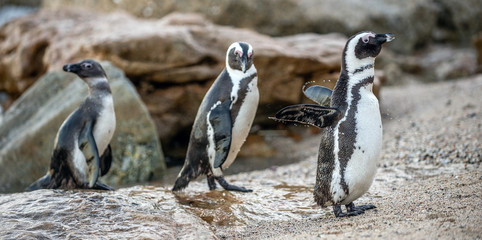 Obraz premium African penguins on the stone in evening twilight. African penguin (Scientific name: Spheniscus demersus) also known as the jackass penguin and black-footed penguin. Boulders colony. South Africa