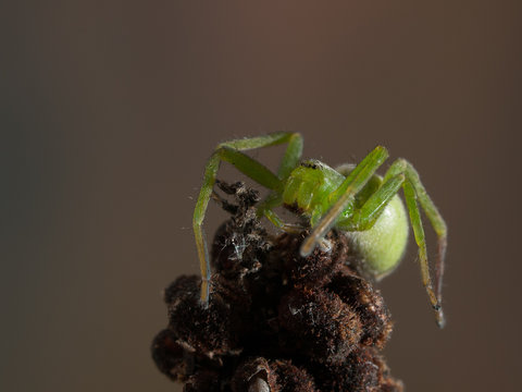 Ara&ntilde;a