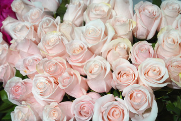 bouquet of pink roses. floral background