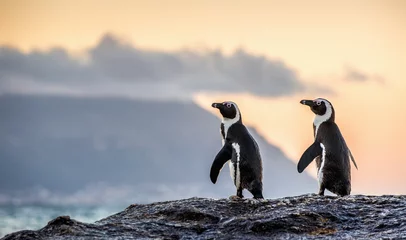Keuken spatwand met foto The African penguins on the stony shore in twilight evening with sunset sky. Scientific name: Spheniscus demersus, jackass penguin or black-footed penguin. Natural habitat. South Africa © Uryadnikov Sergey