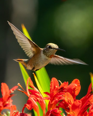 hummingbird in flight