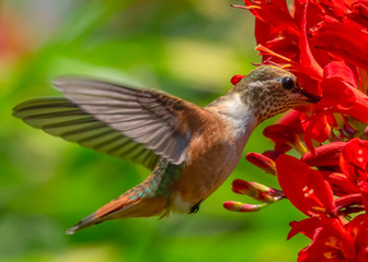 humming bird