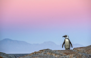 Obraz premium The African penguin on the stony shore in twilight evening with sunset sky. Scientific name: Spheniscus demersus, jackass penguin or black-footed penguin. Natural habitat. South Africa