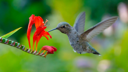 hummingbird sucking honey on red flowers