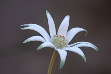 Actinostus helianthi — Flannel Flower _ white wild flower