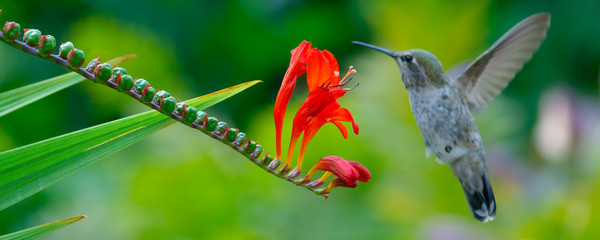 humming bird with red flowers