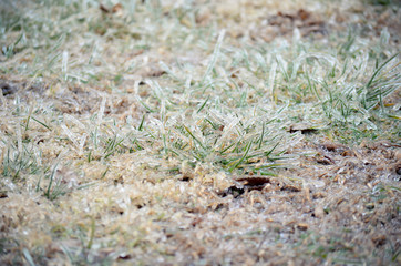 Ice Covered Blades of Grass in Winter
