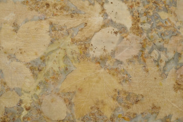 Fragment of hand-dyed fabric using eco-print technique