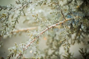 Blurred Cedar Tree Needles in Winter Coated with Ice