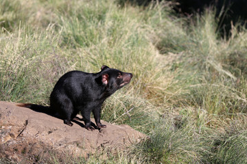 Tasmanischer Teufel  (sarcophilus harrisii) in Tasmanien. Australien