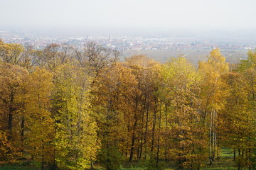Blick von der Ludwigshöhe auf eine herbstliche Baumreihe mit Edenkoben im Hintergrund