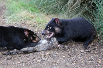 Tasmanischer Teufel  (sarcophilus harrisii) in Tasmanien. Australien