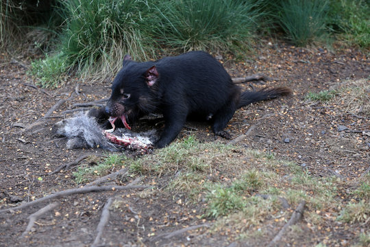 Tasmanischer Teufel  (sarcophilus harrisii) in Tasmanien. Australien