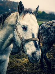 Obraz premium White horse's head portrait picture from a front angle. Beautiful farm animal in cross-processed colours.