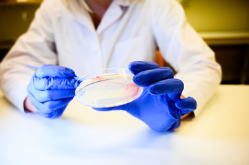 Happy Female Reasercher picking up colony of a red bacterial culture from petri plate wearing green...