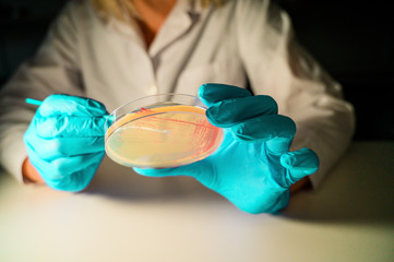 Happy Female Reasercher picking up colony of a red bacterial culture from agar plate wearing green gloves in a molecular biology laboratory