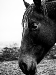 Closeup picture of a horse's eye from the side angle. Beautiful farm animal on the pasture with blurry background. Detailed horse head with wet hairs and rain drops. Black and white portrait of horse.