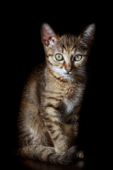 Obraz premium Portrait of Kitten