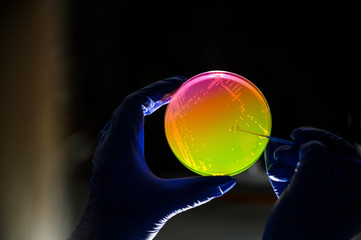 Reasercher picking up colony of a bacterial culture from agar plate in a molecular biology...