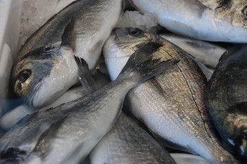 Fish on the counter.