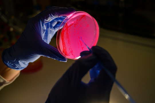 รูปภาพMicrobal – เลือกดูภาพถ่ายสต็อก เวกเตอร์ และวิดีโอ93 | Adobe Stock