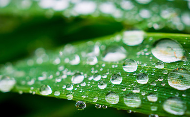 Closeup makro shot of a green grass leaves with rain water drops on top of them. Shallow depth of...