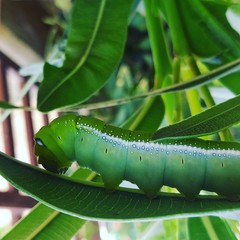 caterpillar on a leaf
