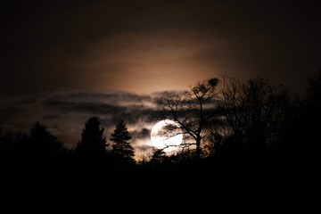 Obraz premium full moon rises through the trees