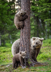 Brown bear cubs climbs a tree. She-bear and cubs in the summer forest. Brown bear. Scientific name: Ursus arctos. Summer season, natural habitat. © Uryadnikov Sergey