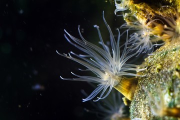 sea anemone with long transparent tentacles, Actinia sp., possibly Diadumene lineata, catch food in...