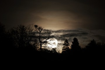 full moon rises through the trees